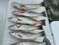 Sea Trout Fishing Haul In North Carolina 